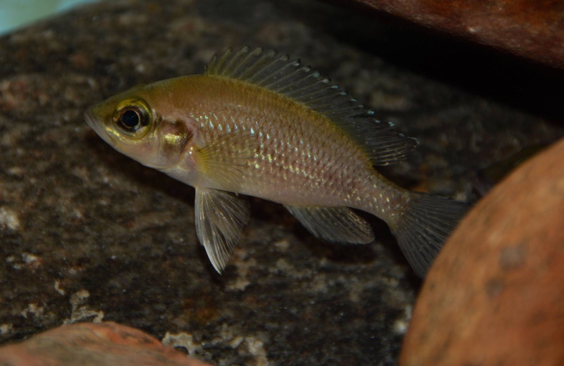 Neolamprologus toae 'Kigoma'